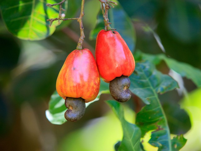 Những thực phẩm nguy hiểm nhất thế giới, có thứ quen thuộc với người Việt- Ảnh 8. Những thực phẩm nguy hiểm nhất thế giới, có thứ quen thuộc với người Việt- Ảnh 8.