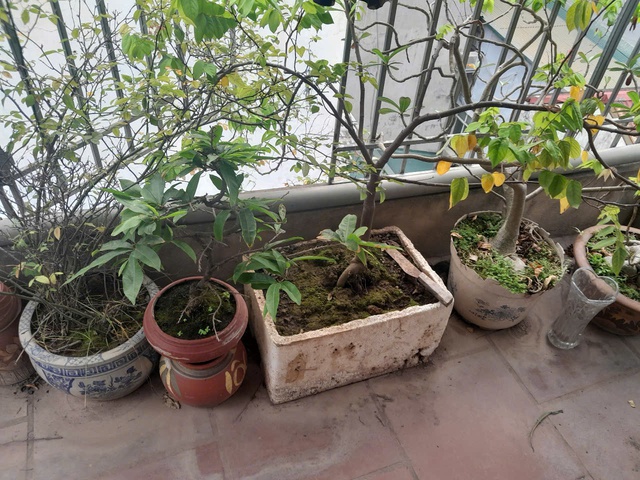 Lá chắn xanh tiết kiệm điện hiệu quả- Ảnh 2. Lá chắn xanh tiết kiệm điện hiệu quả- Ảnh 2.
