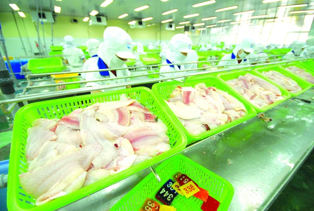 Nỗ lực phi thường của cá tra Việt Nam- Ảnh 2.