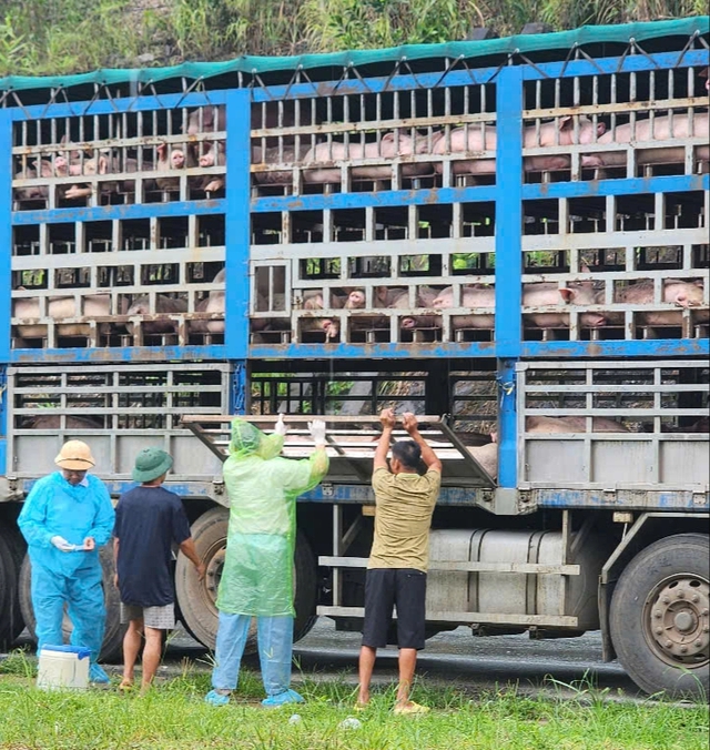 Công an chặn bắt xe tải chở đầy lợn nhiễm bệnh- Ảnh 1. Công an chặn bắt xe tải chở đầy lợn nhiễm bệnh- Ảnh 1.