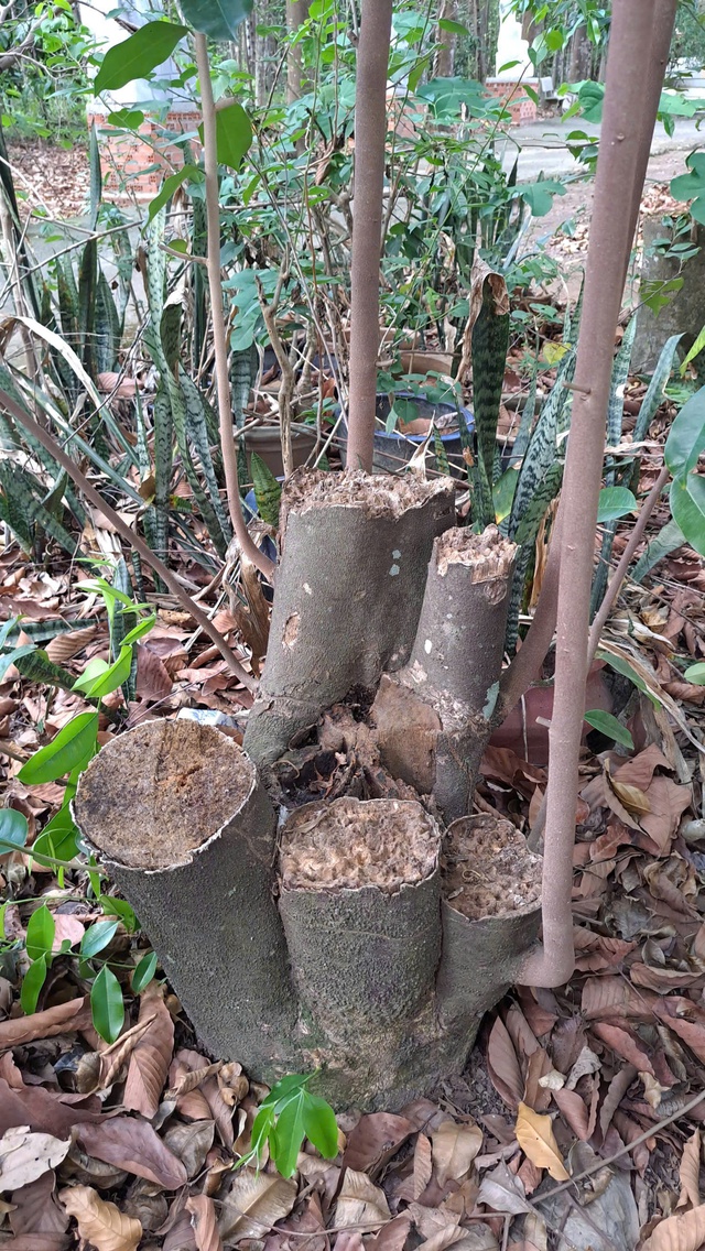 Khát vọng trầm hương của 'nhà sư Thị Kính': Để gỗ của các vị thần lên hương- Ảnh 1.