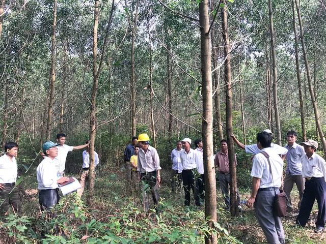 'Cởi trói' mua bán tín chỉ carbon rừng  - Ảnh 2.