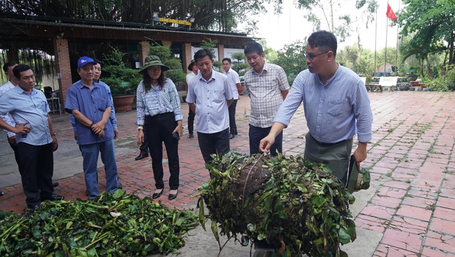 Thân phận lục bình Nam bộ: Dược liệu quý hay của nợ?- Ảnh 3.