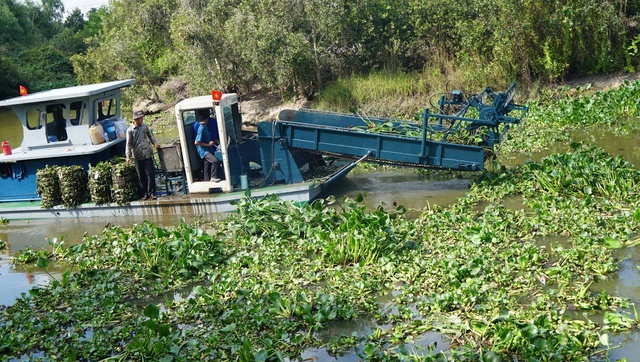 Thân phận lục bình Nam bộ: Ai cũng muốn 'xử' lục bình- Ảnh 3.