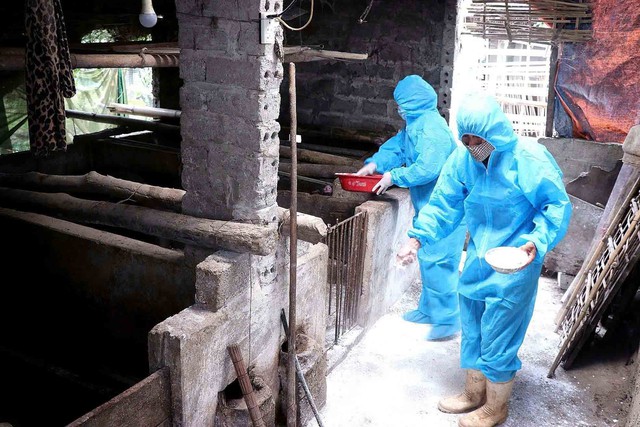 Ngăn lợn bệnh tuồn ra thị trường - Ảnh 2.