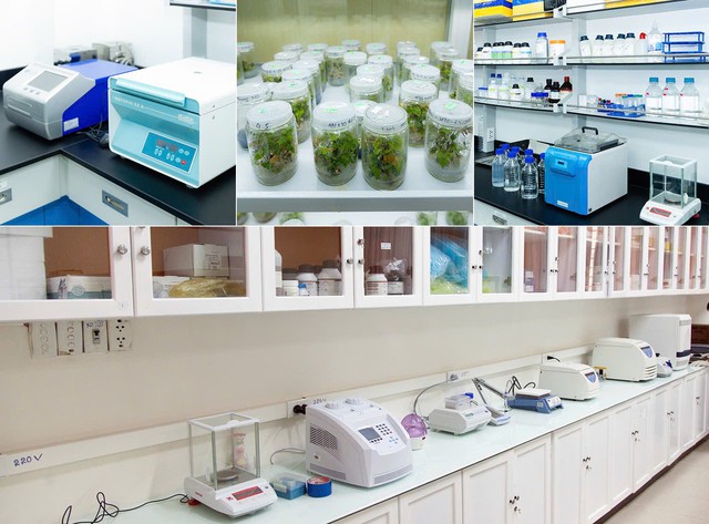 Các nhà khoa học ĐH Duy Tân phát hiện loài nấm gây thối rễ sâm Ngọc Linh - Ảnh 3.