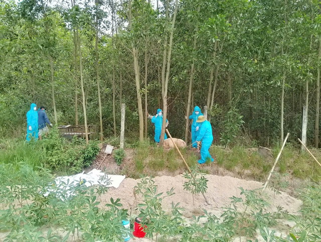 Tiêu hủy heo chết ở Quảng Ngãi: Người dân bức xúc vì bị thu 600.000 đồng/con - Ảnh 1.