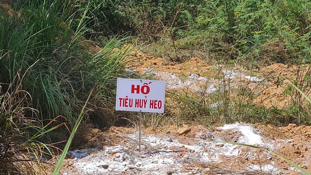 Tiêu hủy heo chết ở Quảng Ngãi: Người dân bức xúc vì bị thu 600.000 đồng/con - Ảnh 3.