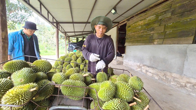 Xuất khẩu sầu riêng thêm khó vì mưa nhiều ảnh hưởng đến chất lượng. Ảnh: Minh Đăng Xuất khẩu sầu riêng thêm khó vì mưa nhiều ảnh hưởng đến chất lượng. Ảnh: Minh Đăng