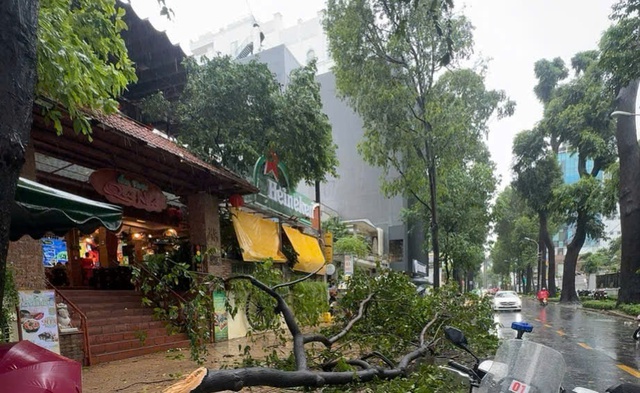 Gió lớn, cây xanh gãy đè ô tô ở trung tâm TP.HCM- Ảnh 2.