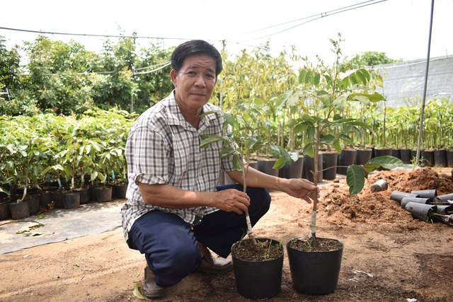Độc đáo giống nhãn ‘2 trong 1’ ở miền Tây