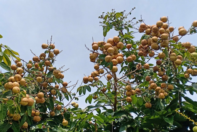 Độc đáo giống nhãn '2 trong 1' ở miền Tây- Ảnh 3.
