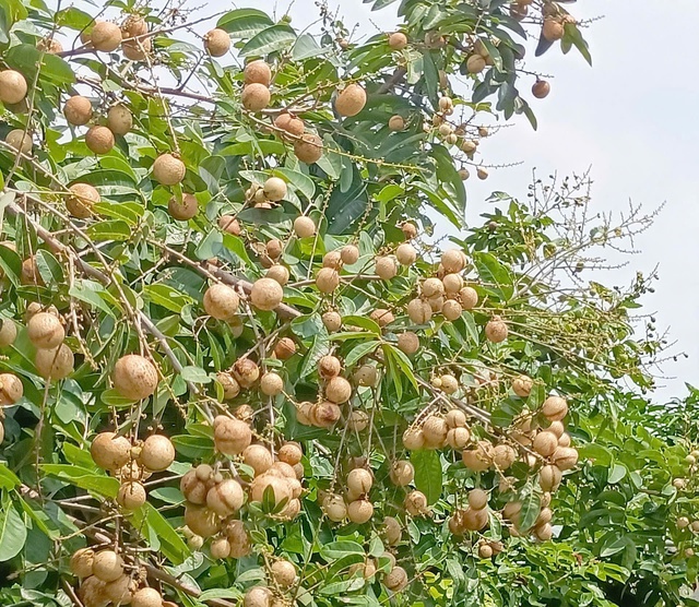 Độc đáo giống nhãn '2 trong 1' ở miền Tây- Ảnh 2.