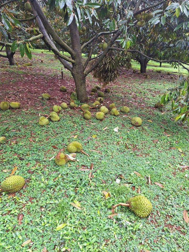 Lâm Đồng: Mưa lớn kèm gió giật kéo dài gây thiệt hại nặng - Ảnh 10.