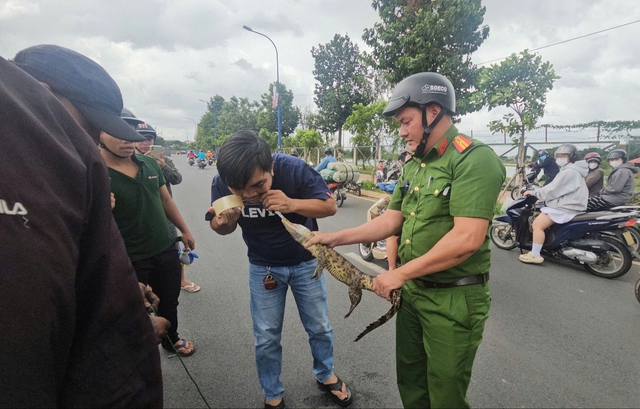 D&ugrave;ng cần c&acirc;u, th&ograve;ng lọng bắt c&aacute; sấu dưới k&ecirc;nh ở TP.HCM - Ảnh 1.