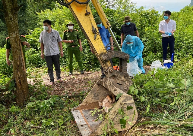- Ảnh 2. Dịch tả lợn châu Phi- Ảnh 2.