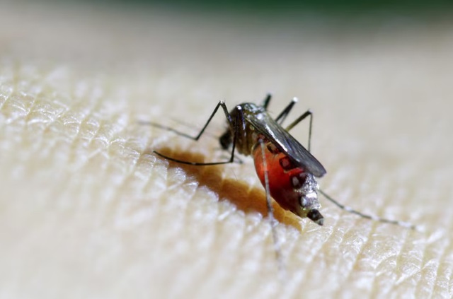 WHO cảnh báo nguy cơ lây lan vi rút chikungunya- Ảnh 1. WHO cảnh báo nguy cơ lây lan vi rút chikungunya- Ảnh 1.