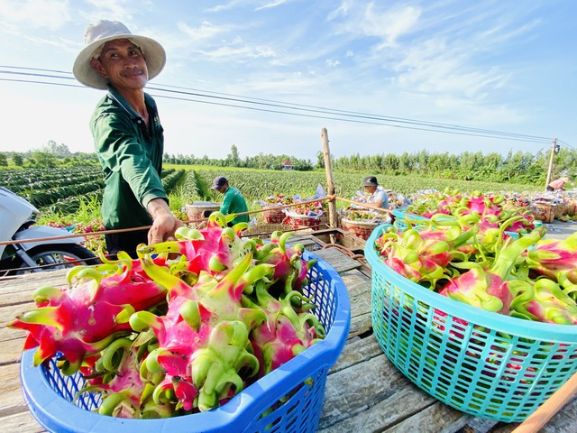Sau chỉ đạo của Thủ tướng: 5 tấn thanh long được cấp phép tạm thời đi châu Âu- Ảnh 1. Sau chỉ đạo của Thủ tướng: 5 tấn thanh long được cấp phép tạm thời đi châu Âu- Ảnh 1.