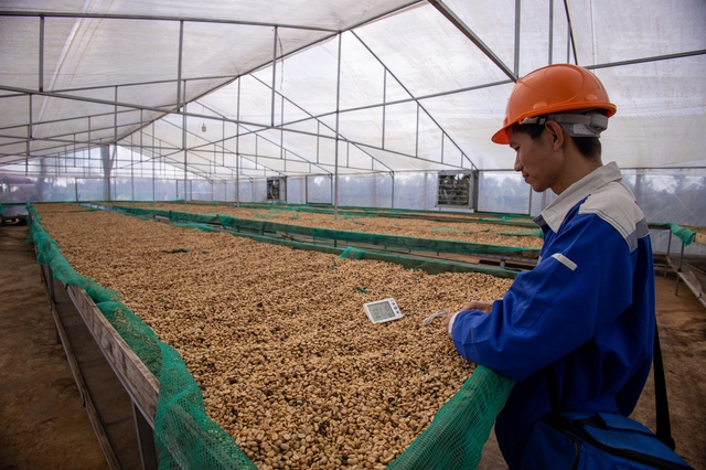 Giá cà phê Việt Nam ngược chiều thế giới, có trở lại mốc 100.000 đồng/kg?  - Ảnh 1.