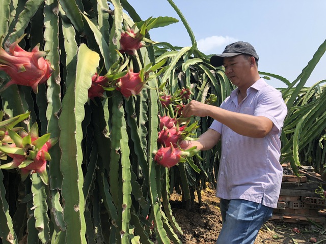 Thủ tướng chỉ đạo ‘mở đường’ cho thanh long, hồ tiêu vào châu Âu- Ảnh 1.
