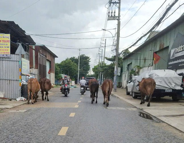 Bò thả rông gây nguy hiểm Bò thả rông gây nguy hiểm