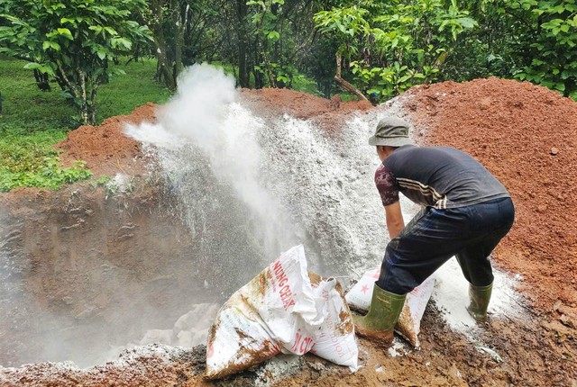 Lâm Đồng tiêu hủy đàn heo 240 con nhiễm bệnh dịch tả lợn Châu phi- Ảnh 2.
