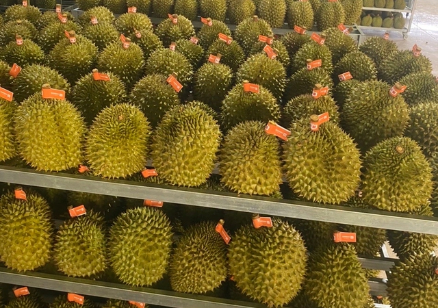 Xuất khẩu sầu riêng đông lạnh tăng 3 lần- Ảnh 2. Xuất khẩu sầu riêng đông lạnh tăng 3 lần- Ảnh 2.