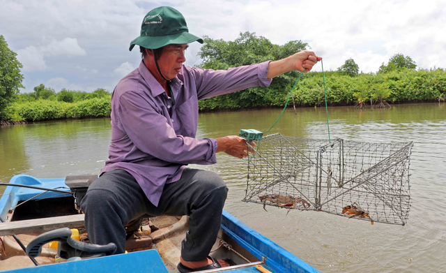 Cà Mau phấn đấu trở thành trung tâm nuôi cua lớn nhất cả nước- Ảnh 1.