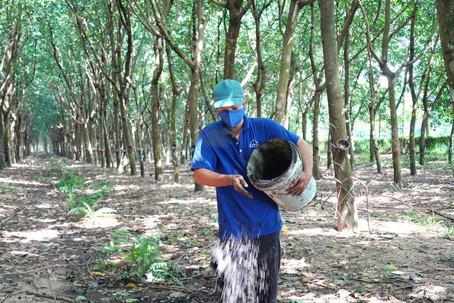 Hướng đi nông nghiệp xanh của các công ty cao su Việt Nam- Ảnh 2. Hướng đi nông nghiệp xanh của các công ty cao su Việt Nam- Ảnh 2.