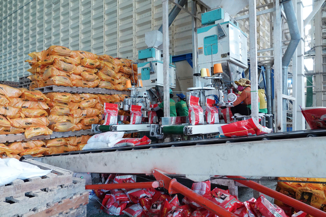 Gạo Việt Nam bất ngờ gặp 'đối thủ mới' ở thị trường Philippines- Ảnh 1.