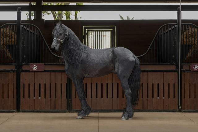 Sắp diễn ra giải cưỡi ngựa chuyên nghiệp tiên phong tại Việt Nam: Vinpearl Equestrian Cup 2025- Ảnh 4. Sắp diễn ra giải cưỡi ngựa chuyên nghiệp tiên phong tại Việt Nam: Vinpearl Equestrian Cup 2025- Ảnh 4.