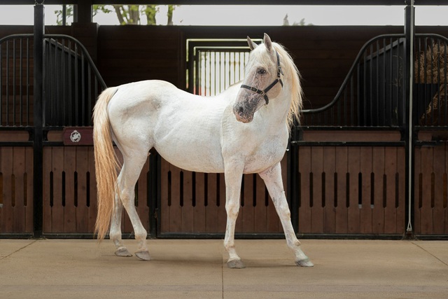 Sắp diễn ra giải cưỡi ngựa chuyên nghiệp tiên phong tại Việt Nam: Vinpearl Equestrian Cup 2025- Ảnh 5. Sắp diễn ra giải cưỡi ngựa chuyên nghiệp tiên phong tại Việt Nam: Vinpearl Equestrian Cup 2025- Ảnh 5.