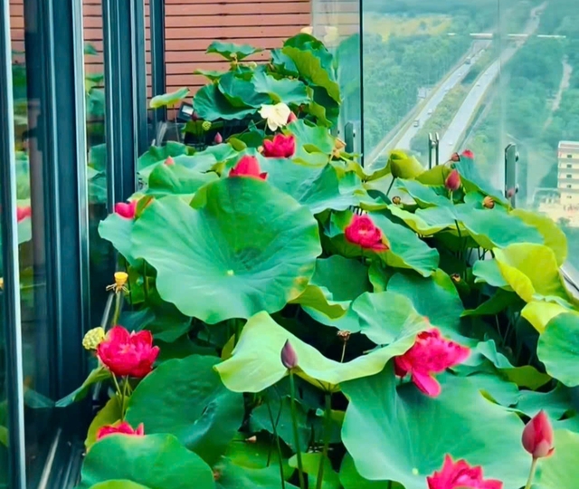 Chi tiền tỉ để trồng rau, nuôi cá trên sân thượng ở tầng 30 - Ảnh 8.