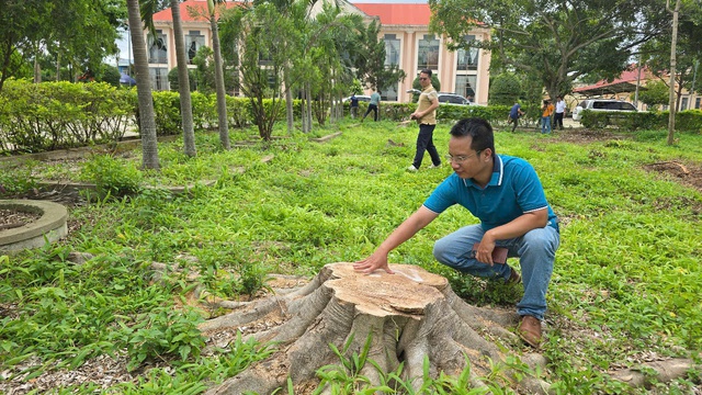Cưa hạ hàng loạt cây xanh trong khuôn viên xã để… bán củi, sửa trụ sở cũ Cưa hạ hàng loạt cây xanh trong khuôn viên xã để… bán củi, sửa trụ sở cũ