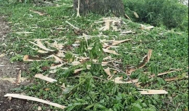 Hàng me tây trăm tuổi bị 'lột da' vì... che ánh sáng ruộng lúa - Ảnh 3.