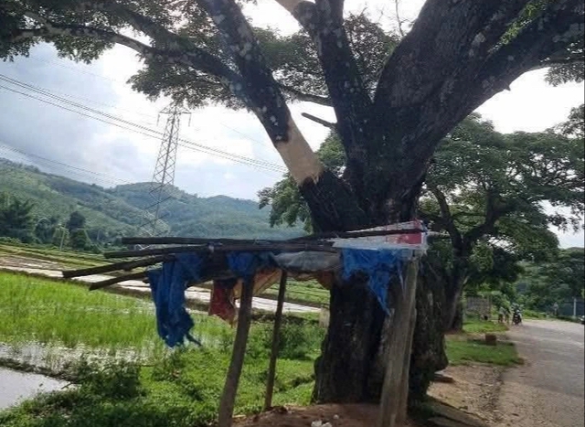 Hàng me tây trăm tuổi bị 'lột da' vì... che ánh sáng ruộng lúa - Ảnh 2.