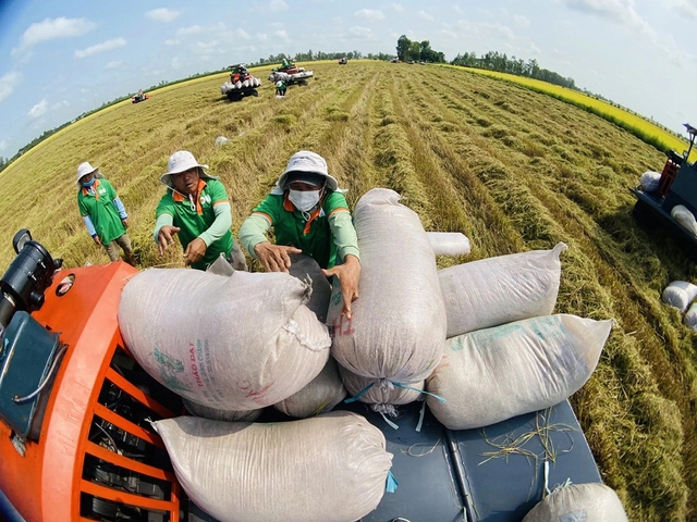 Xuất khẩu gạo Việt tăng kỷ lục- Ảnh 1.