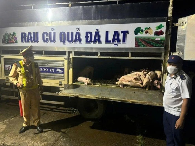 Tỉnh Lâm Đồng tiêu hủy 697 con heo mắc dịch tả heo châu Phi- Ảnh 2.