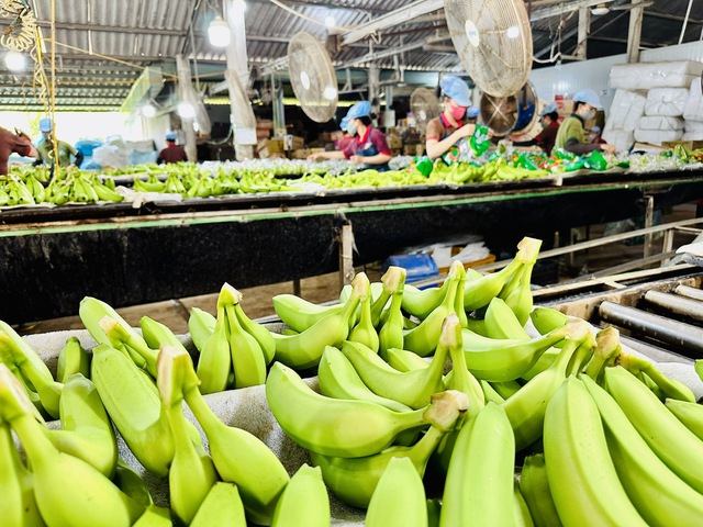 Chuối Việt Nam mở rộng ở thị trường Nhật Bản, sau khi đứng số 1 Trung Quốc- Ảnh 2.