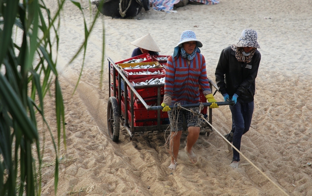 Ngư dân Vịnh Mốc trúng đậm cá trích- Ảnh 6. Ngư dân Vịnh Mốc trúng đậm cá trích- Ảnh 6.