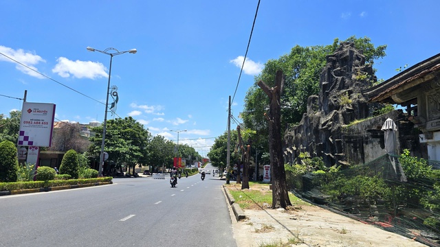Quảng Trị: Rà soát giữ lại cây xanh, không chặt hạ tất cả khi cải tạo đường- Ảnh 1.