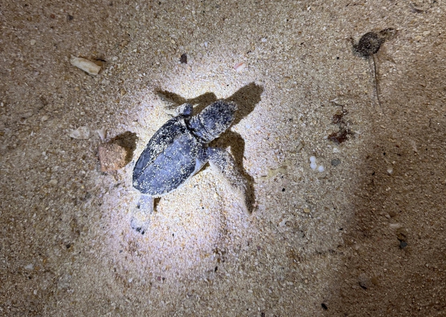 Phát hiện rùa biển con vừa nở ở bãi biển Gia Lai - Ảnh 2.