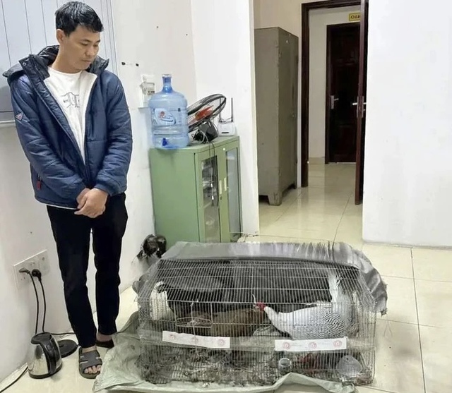 Bán gà lôi trắng lãnh 6 năm tù: Nhiều luật sư sẵn sàng bào chữa miễn phí- Ảnh 1.