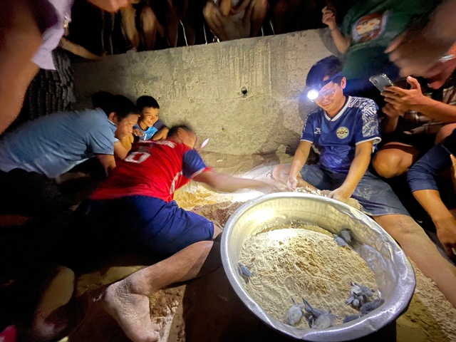 Phát hiện rùa biển con vừa nở ở bãi biển Gia Lai - Ảnh 1.