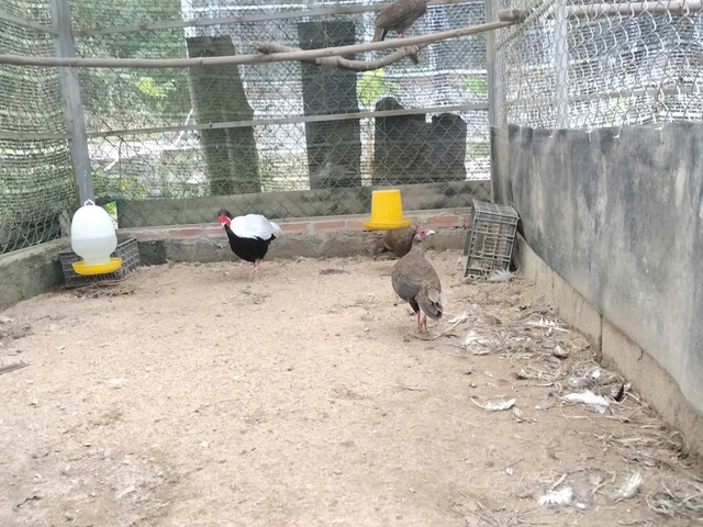 Gà lôi trắng từng lọt bẫy ảnh tại Khu bảo tồn thiên nhiên Phong Điền- Ảnh 3.