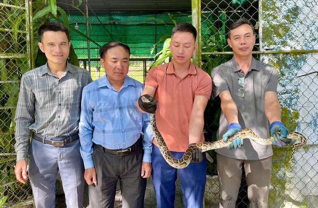 Người dân Hà Tĩnh bắt được trăn đất, rùa núi vàng quý hiếm- Ảnh 1.