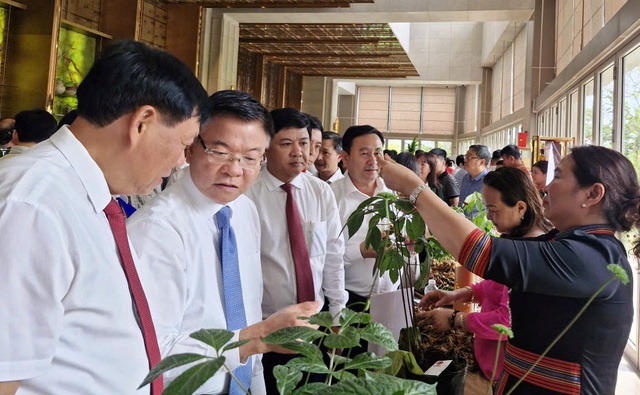 Tập đoàn Trường Hải tham gia nghiên cứu, chế biến sâm Ngọc Linh- Ảnh 1. Tập đoàn Trường Hải tham gia nghiên cứu, chế biến sâm Ngọc Linh- Ảnh 1.
