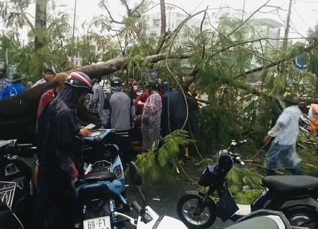 Cà Mau: Cây xanh bật gốc giữa mưa lớn làm vợ chồng đi xe máy bị thương - Ảnh 2.