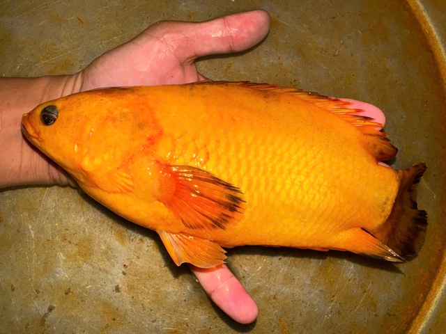 Đi câu giải trí, chàng trai Cần Thơ bắt được con cá rô lạ- Ảnh 1. Đi câu giải trí, chàng trai Cần Thơ bắt được con cá rô lạ- Ảnh 1.