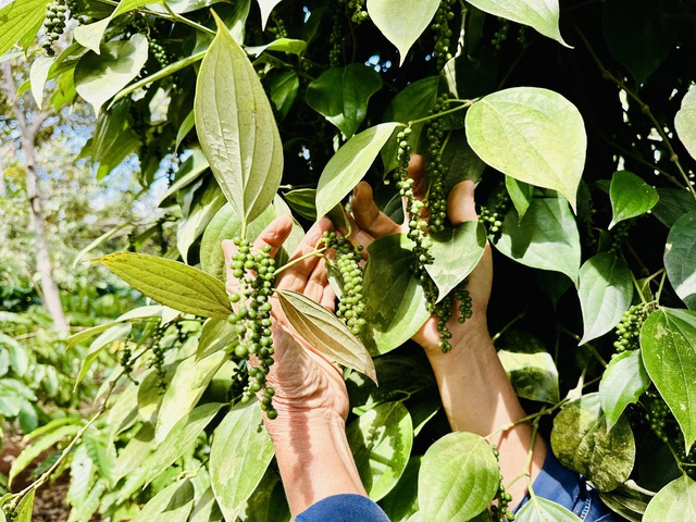 Thương l&aacute;i tranh mua, đẩy gi&aacute; ti&ecirc;u tăng vọt- Ảnh 1.